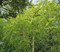 Sophora Japonica 'Pendula' - Treurvormige Japanse Honingboom - 4