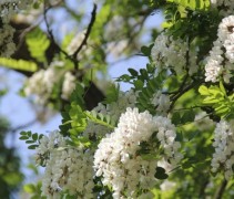 Robinia pseudoacacia