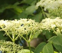 Sambucus nigra