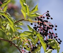 Sambucus nigra