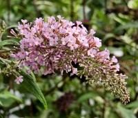 Buddleja davidii 'Pink Delight' - Vlinderstruik 'Pink Delight' - 1