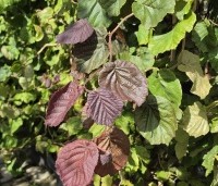 Corylus avellana 'Red Majestic' - Rode kronkelhazelaar - 1