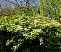 Viburnum plicatum 'Mariesii' - Japanse Sneeuwbal 'Mariesii' - 9
