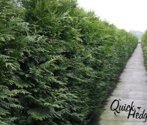 Haagelementen Thuja plicata 'Martin'