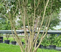 Osmanthus armatus