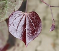 Cercis canadensis 'Ruby Falls' - Amerikaanse Judasboom - 1