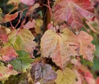 Parthenocissus tricuspidata 'Veitchii' - Wilde Wingerd Quickhedge - 10