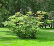 Aralia Elata