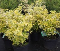 Gewone vlier 'Madonna' in pot
