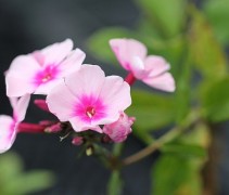 Phlox pani. 'Bright Eyes' met donker roze hart
