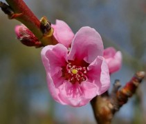 Prunus Mme Blanchet