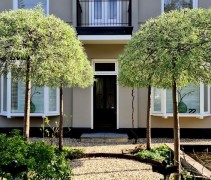 Pyrus salicifolia 'Pendula' gesnoeide boompjes hoogstam