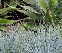 Festuca glauca 'Intense Blue' - Zwenkgras glauca 'Intense Blue' - combinatie