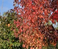 Liquidambar styraciflua 'Worplesdon' - Amberboom - heeft regulier veel oranje-rode herfsttinten