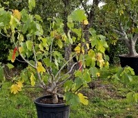 Ficus carica 'Brown Turkey' - Vijg 'Brown Turkey' - 1