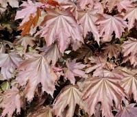 Acer platanoides 'Crimson Sentry' - Roodbladige Noordse Esdoorn - 3