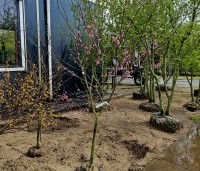 Cercis canadensis 'Tennesee Pink' - Canadese Judasboom - 1