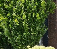 Fagus sylvatica 'Dawyck' - Beuk 'Dawyck' - 1