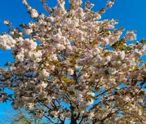 Prunus serrulata 'Shirofugen' - Japanse sierkers - 1