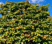 Parrotia persica - Perzisch IJzerhout - 5