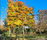 Parrotia persica - Perzisch IJzerhout - 6