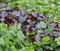 Fagus sylvatica 'Atropunicea' - Rode beuk -  haag gemengd met groene beuk