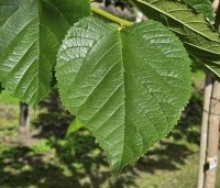 Morus illinois 'Everbearing' - Rode moerbei (kruising alba x rubra) - 4