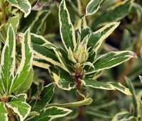 Rhododendron ponticum - Wilde rhododendron - 1