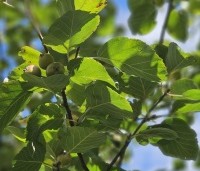 Malus tschonoskii - Japanse sierappel - 2