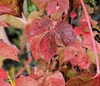 Parthenocissus tricuspidata 'Veitchii' - Wilde Wingerd Quickhedge - 5