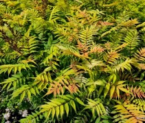 Sorbaria 'Sem'