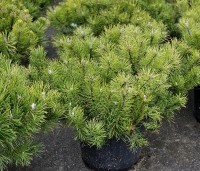 Pinus mugo mugo - Bergden - 6