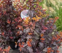 Physocarpus opulifolius 'Little Angel' - Blaasspiraea 'Little Angel' - vakbeplanting  - 6