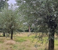 Salix alba - Schietwilg - 1