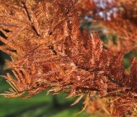 Taxodium distichum 'Nutans' - Moerascypres 'Nutans' - herfst