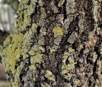 Quercus pubescens - Donzige eik - 8