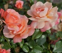 Rosa Aprikola - Bodembedekkende roos Aprikola - 2