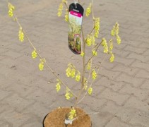 Corylopsis spicata