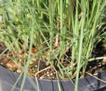Miscanthus sin. 'Kleine Silberspinne' detail stengelvoet
