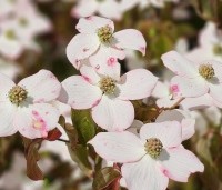 Cornus kousa 'Cappuccino' - Japanse grootbloemige kornoelje 'Cappuccino' - 1