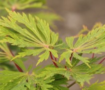 Acer 'Aconitifolium'