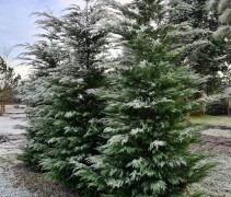 Cupressocyparis x Leylandii