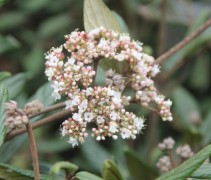 Viburnum Pragense