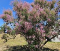 Tamarix tetrandra - Tamarisk - 2
