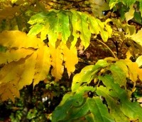 Pterocarya fraxinifolia - Vleugelnoot - herfst
