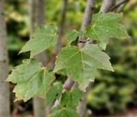 Acer rubrum 'October Glory' - Amerikaanse esdoorn - blad begin oktober
