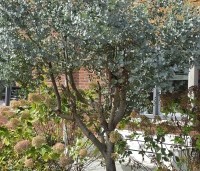 Eucalyptus gunnii - Gomboom - 2