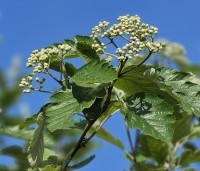 Sorbus intermedia 'Brouwers' - Zweedse Lijsterbes - 7
