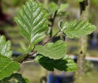 Sorbus intermedia 'Brouwers' - Zweedse Lijsterbes - 6