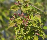 Cornus kousa 'Scarlet Fire' - Japanse kornoelje - 3